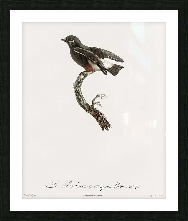 Swallow-winged puffbird  Picture Frame print