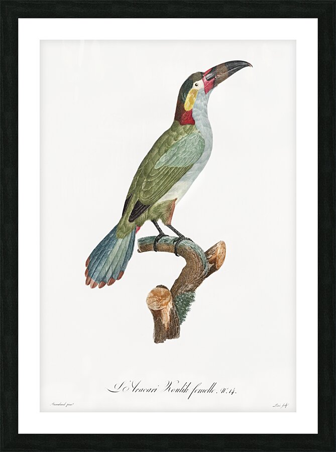 Black-necked Aracari female  Picture Frame print