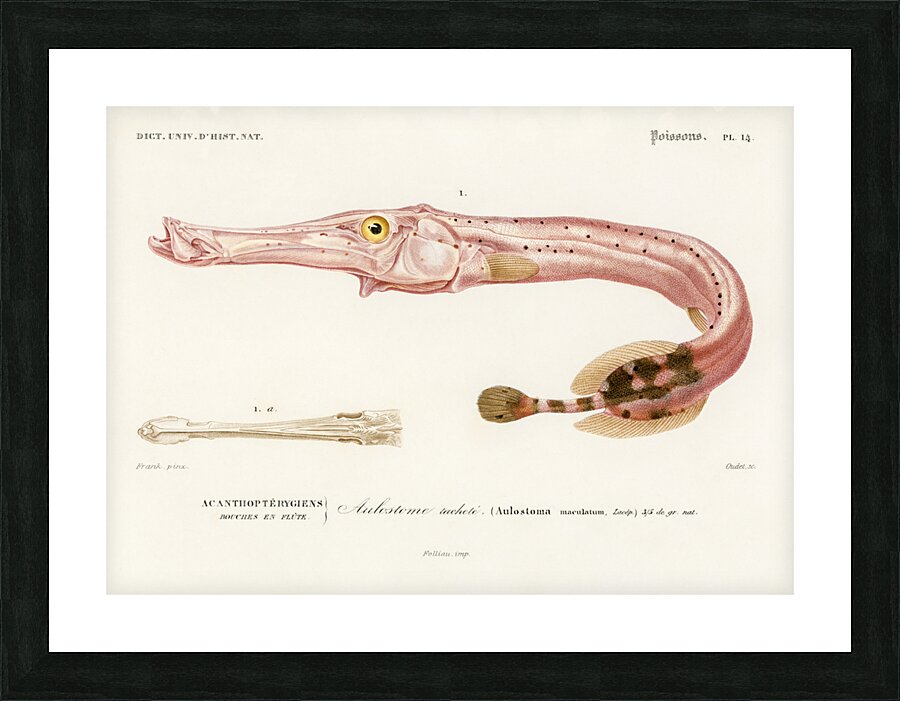 Aulostoma maculatum Picture Frame print