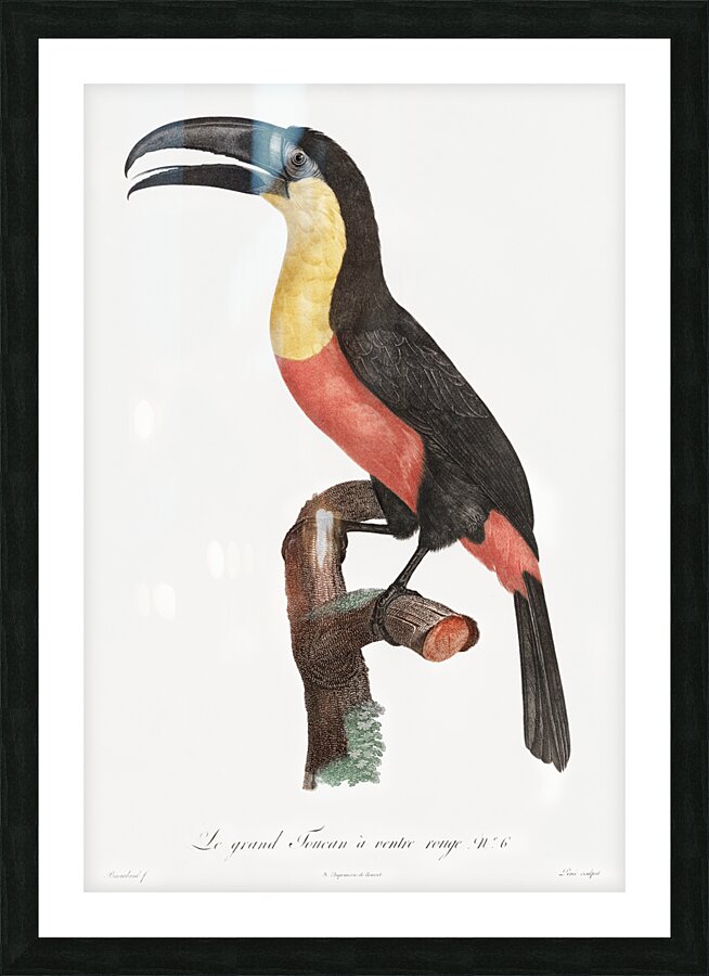 Green-billed toucan  Picture Frame print