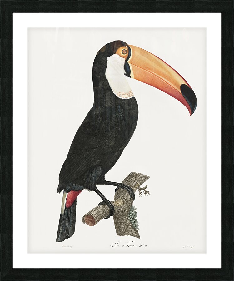 Toco toucan Picture Frame print