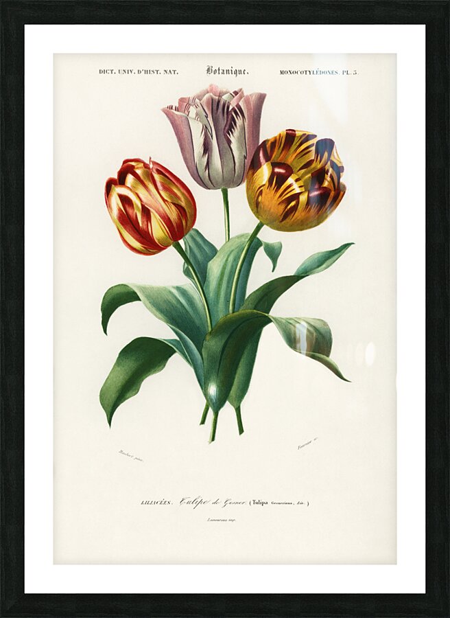 Didier&39s tulip Tulipa gesneriana Picture Frame print