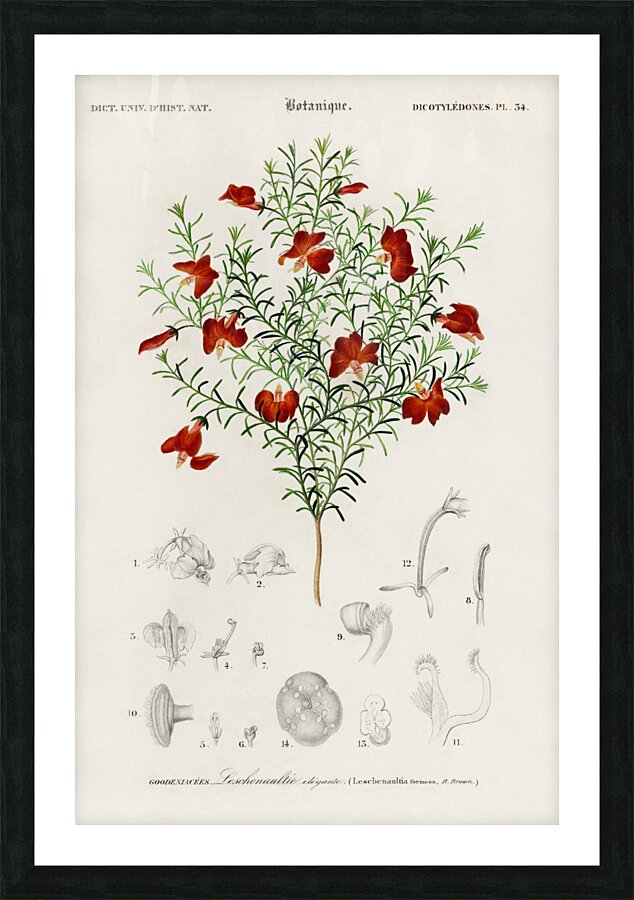 Red leschenaultia Lechenaultia formosa Picture Frame print