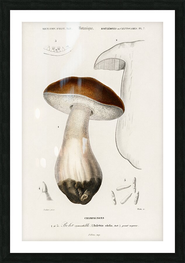 Penny bun Boletus edulis Picture Frame print