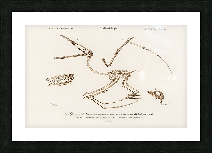 Pterosaur Pterodactylus Picture Frame print