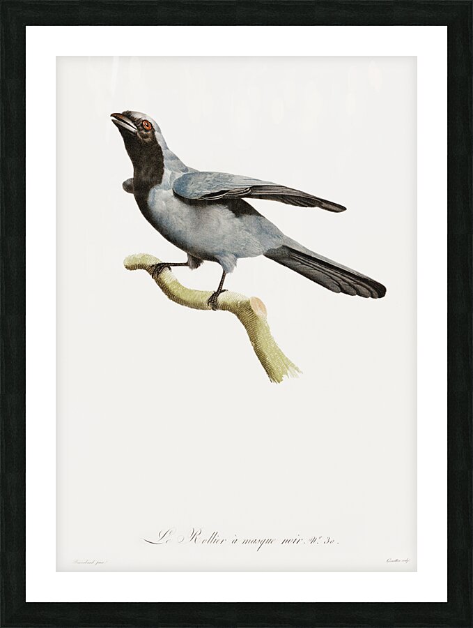 Pterosaur Pterodactylus Picture Frame print