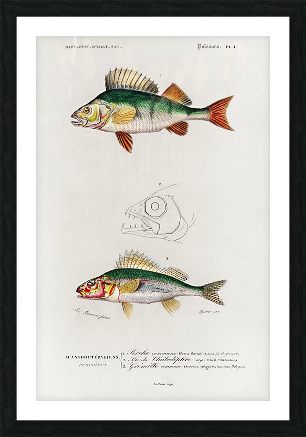 Perca fluviatilis and Gymnocephalus Picture Frame print