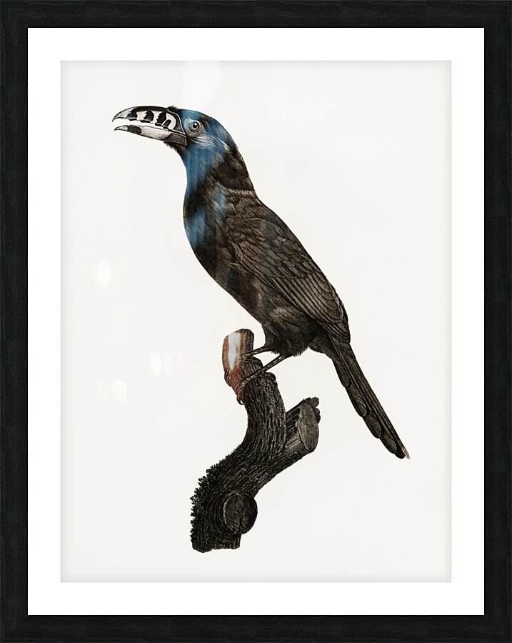 Black-necked Aracari male  Picture Frame print