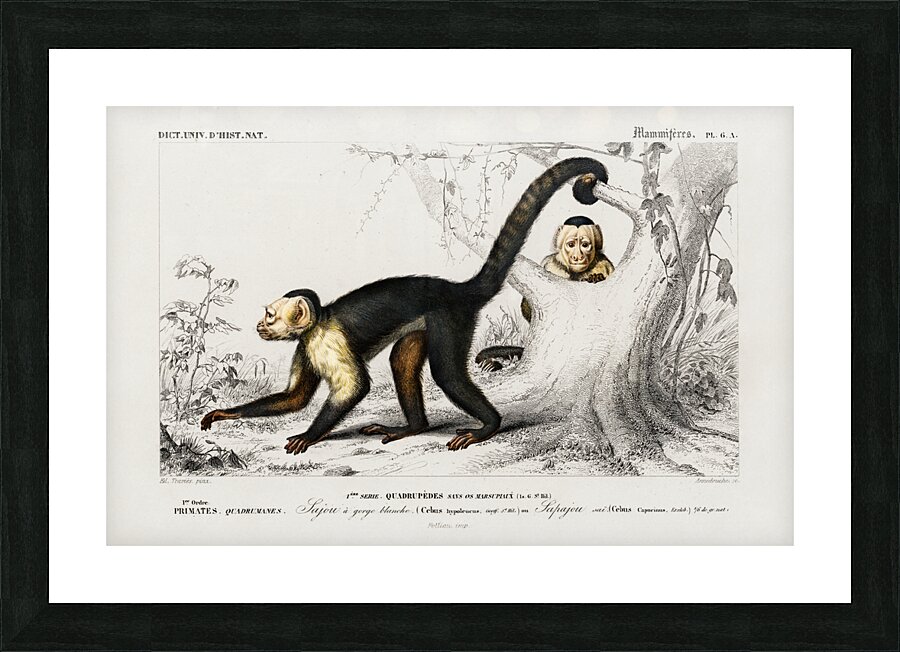 White-headed capuchin Cebus Hypoleucus Picture Frame print