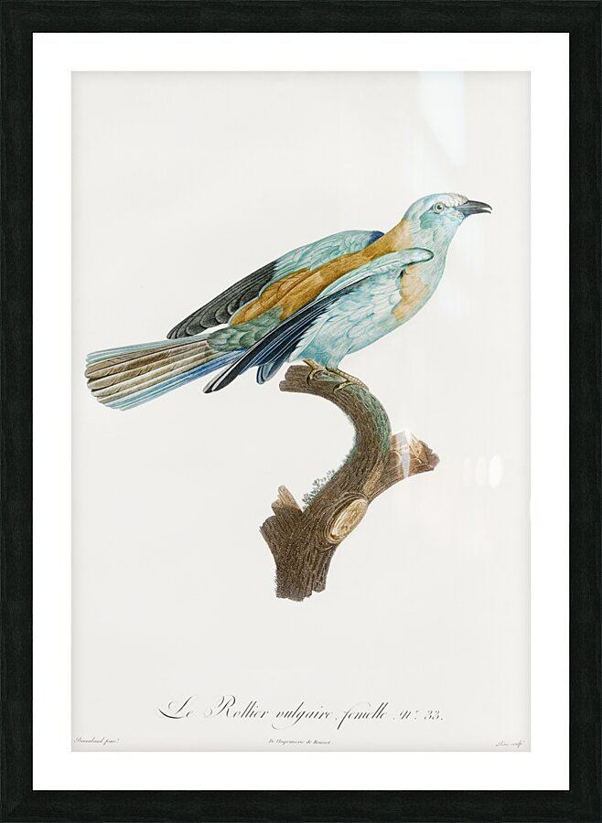 Abyssinian roller female Picture Frame print