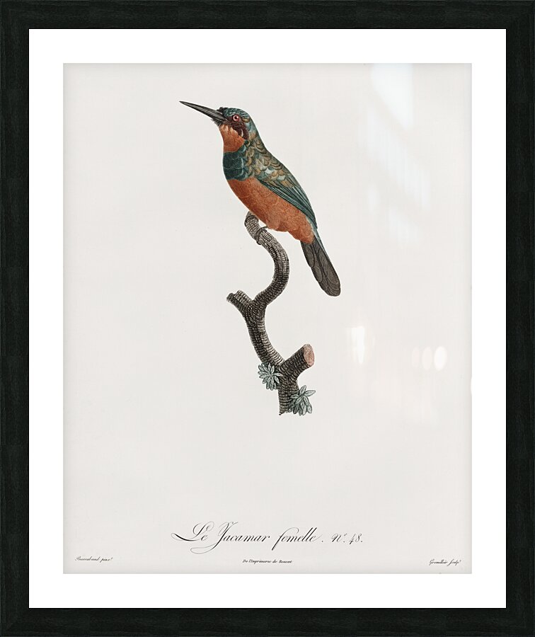 Green-tailed Jacamarfemale Picture Frame print