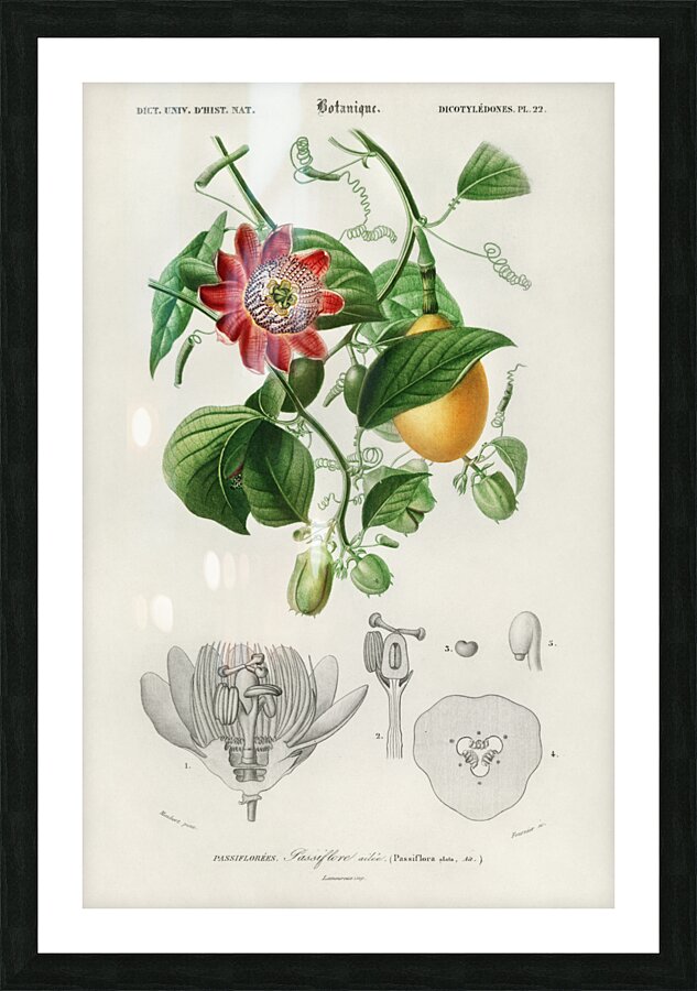 Green-tailed Jacamarfemale Picture Frame print