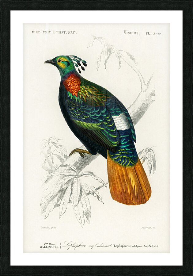Himalayan monal Lophophorus refulgens Picture Frame print