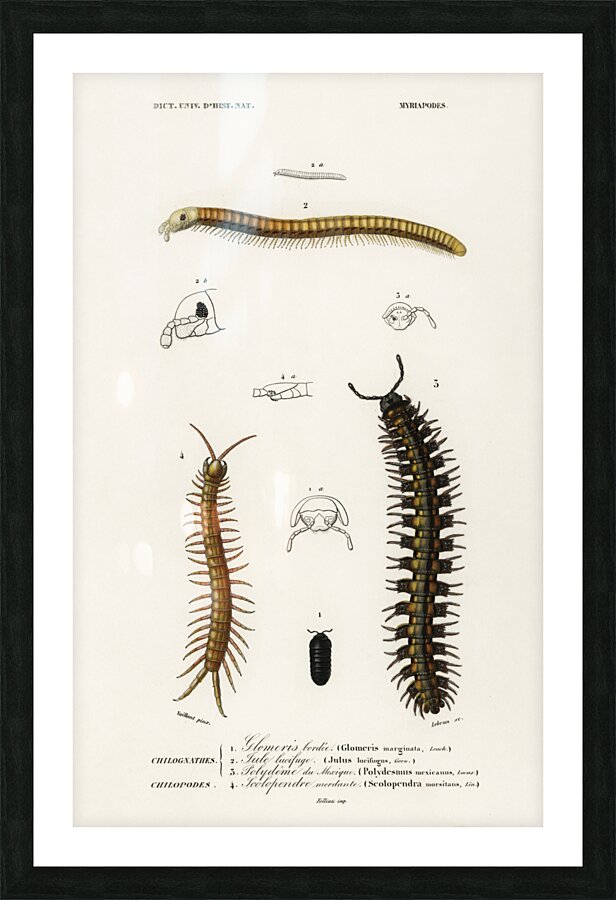 Different types of millipeds Picture Frame print