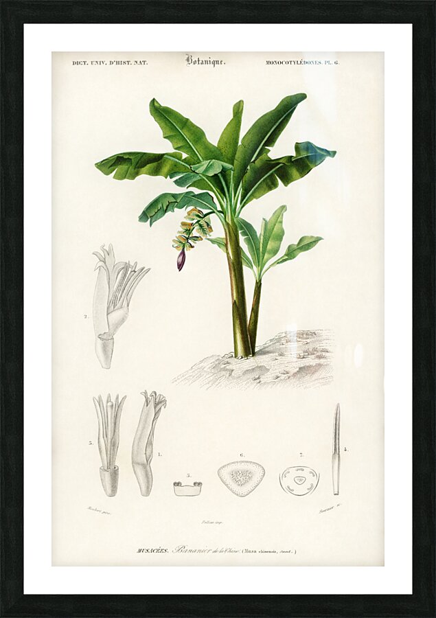 Eurasian Jay  Picture Frame print