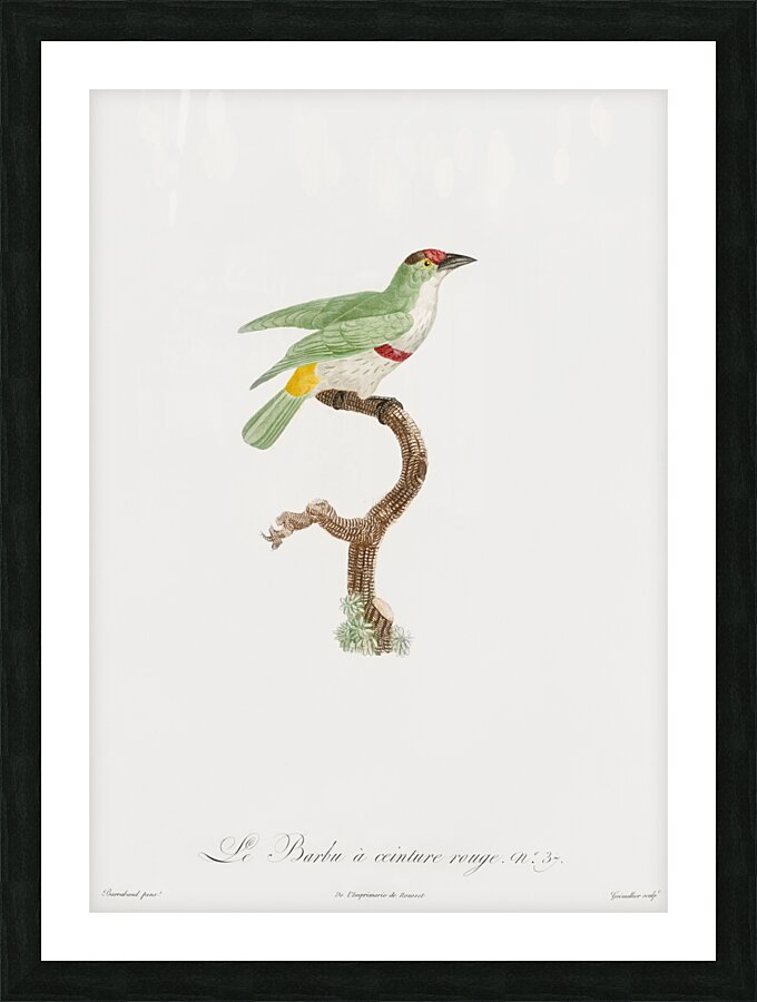 Red-belt barbet  Picture Frame print