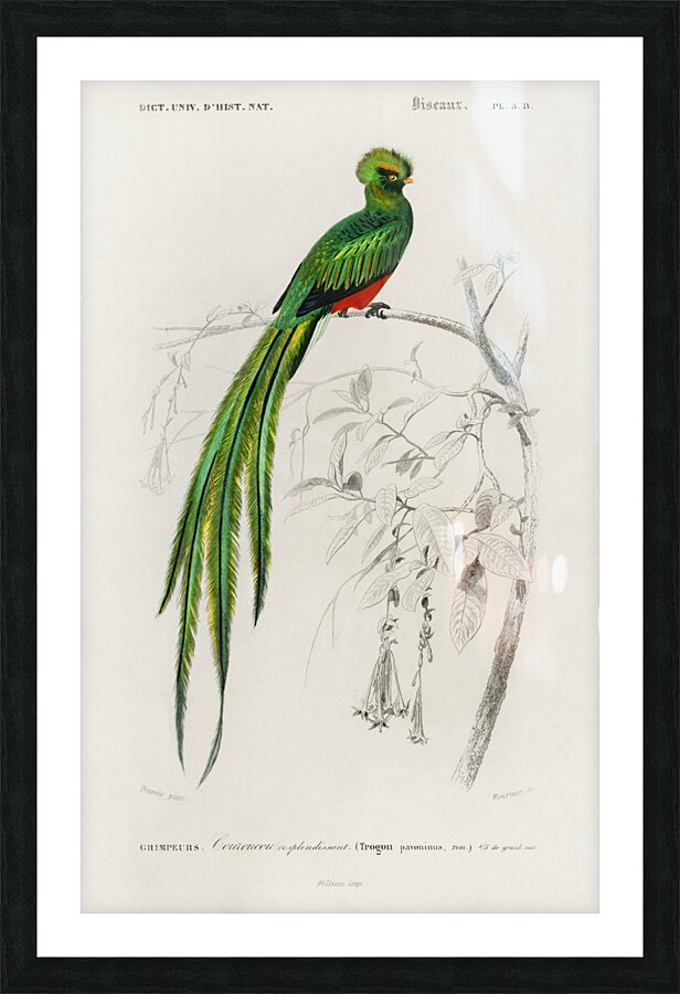 Pavonine quetzal Pharomachrus pavoninus Picture Frame print