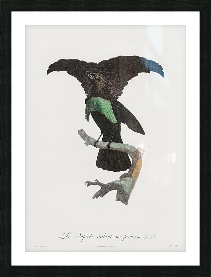 Superb bird of paradise  Picture Frame print