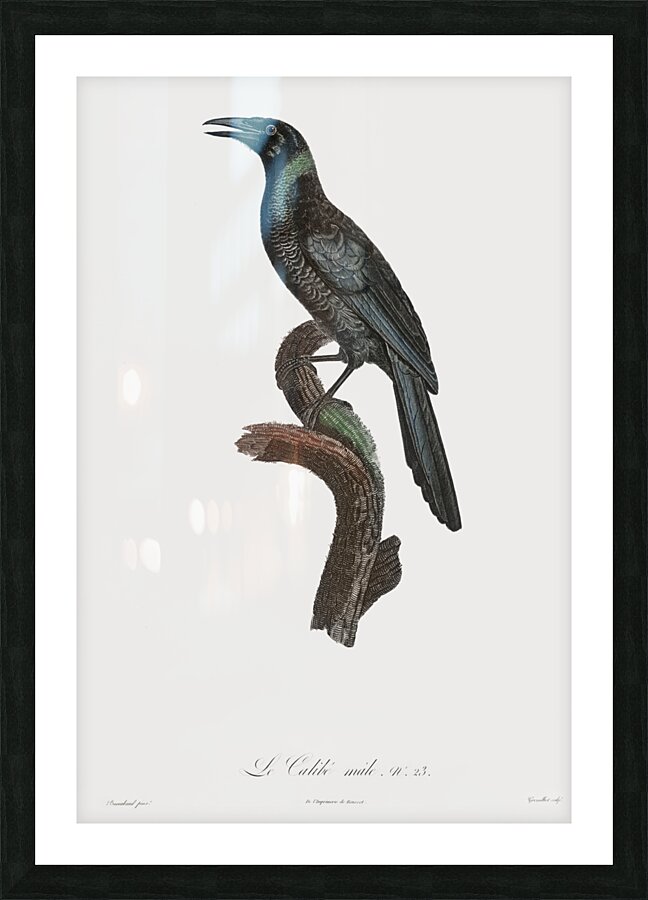 Manucode Male  Picture Frame print