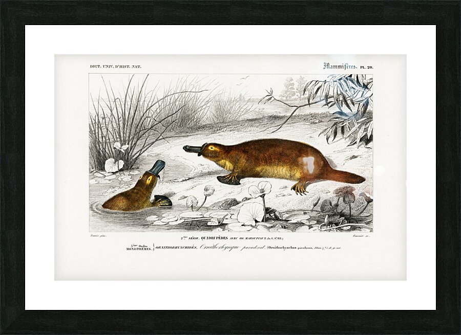 Platypus Ornithorhynchus Paradoxus Picture Frame print