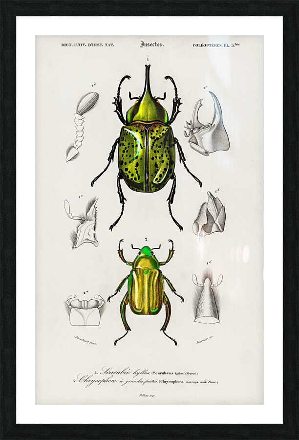 Chrysina Macropus Chrysophora Macropa and Eastern Hecules Beetle Scarabaeus Hyllus Picture Frame print