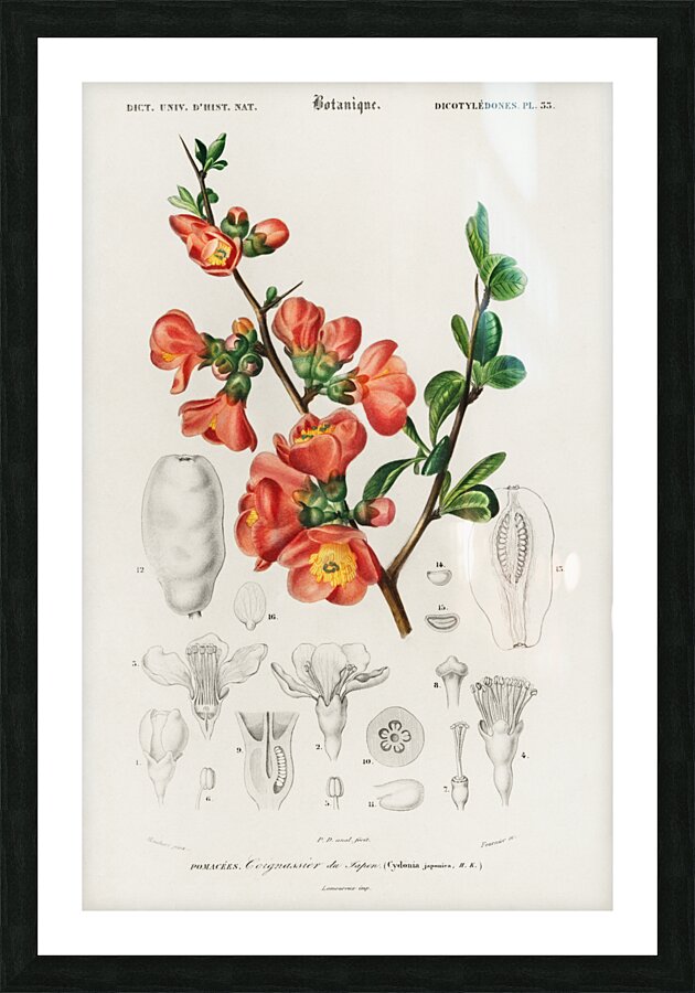 Maule&39s quince Cydonia japonica Picture Frame print
