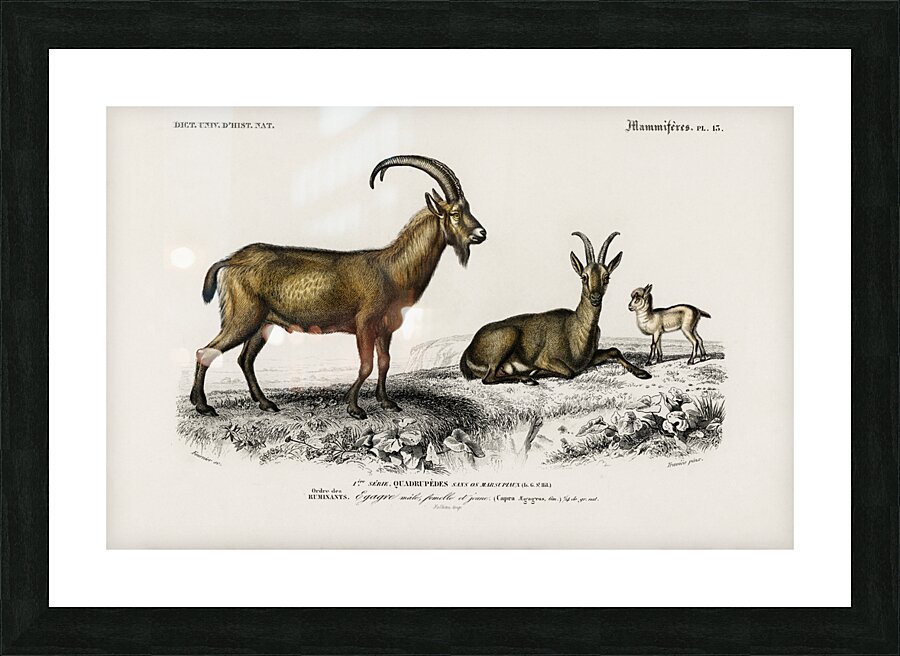 Wild goat Capra Agagrus Picture Frame print