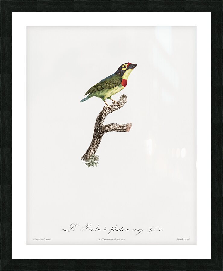 Coppersmith barbet  Picture Frame print
