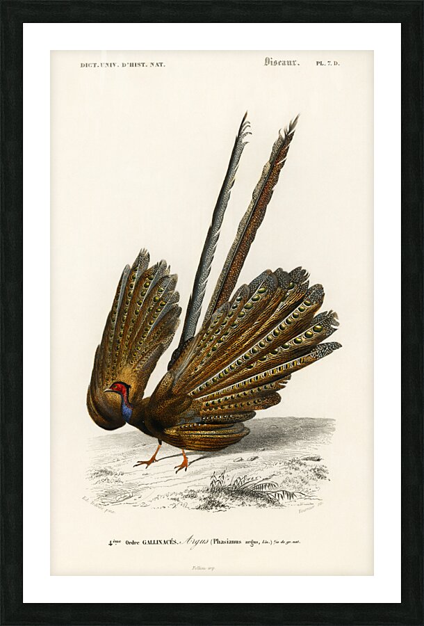 Great argus Phasianus argus Impression et Cadre photo