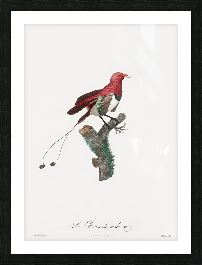 King bird of paradise male  Picture Frame print