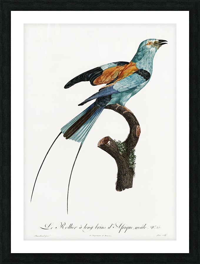 Magnificent bird of paradise female  Picture Frame print