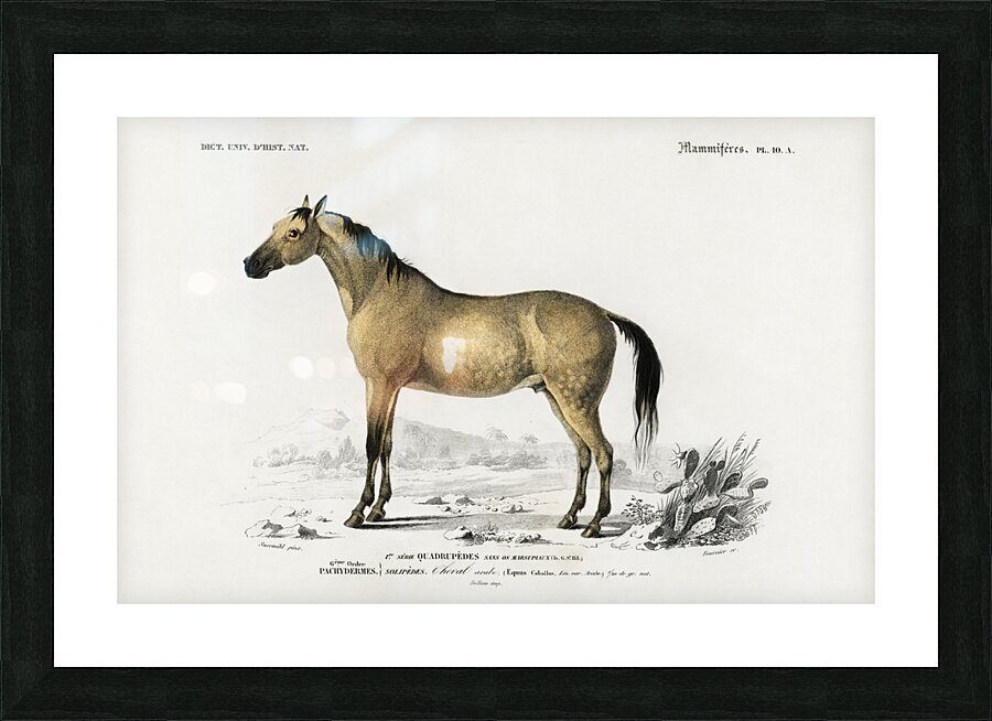 Horse Equus ferus caballus Picture Frame print