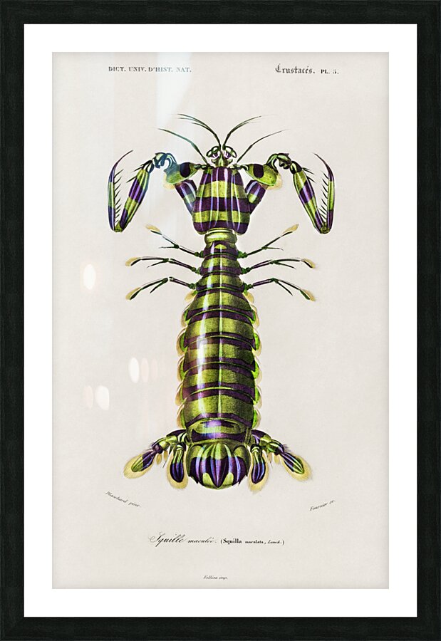 Giant mantis shrimp Squilla Maculata Picture Frame print
