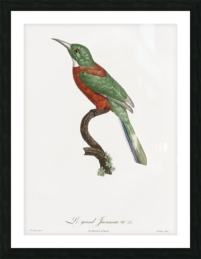 Great Jacamar Picture Frame print
