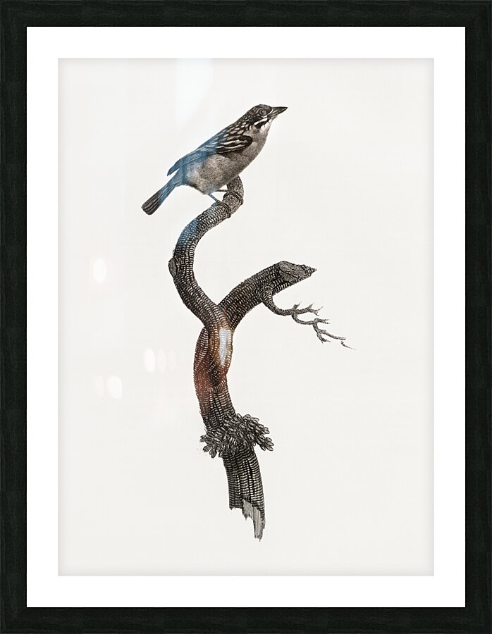 Barbet male  Picture Frame print