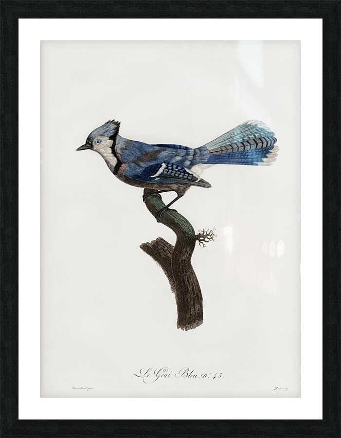 Blue Jay  Picture Frame print