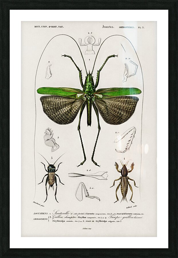 Blue Jay  Picture Frame print