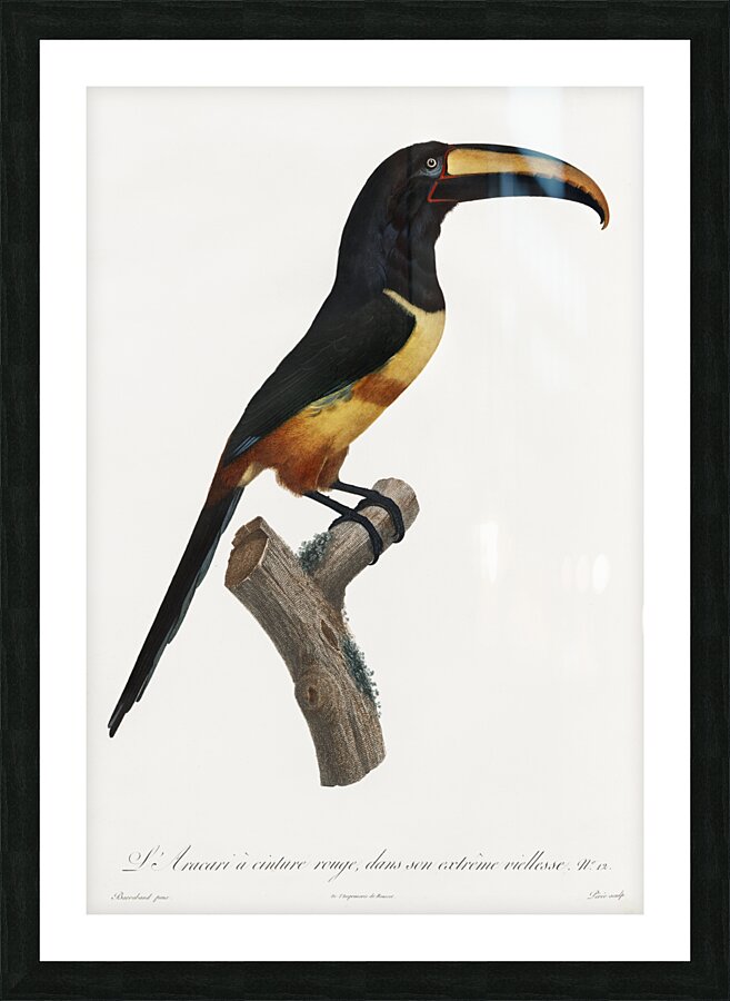 Old red belt aracari  Picture Frame print