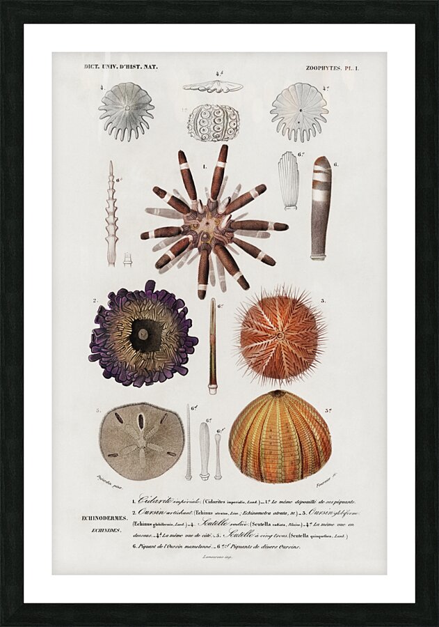 Different types of sea urcnhins Picture Frame print