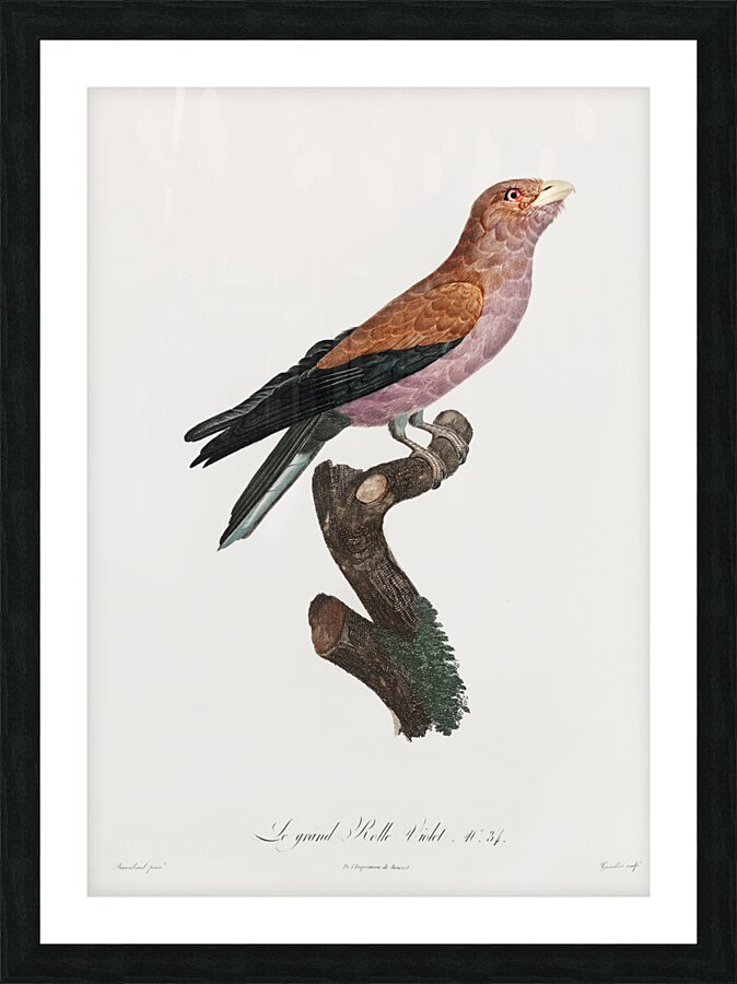 Great violet roller  Picture Frame print