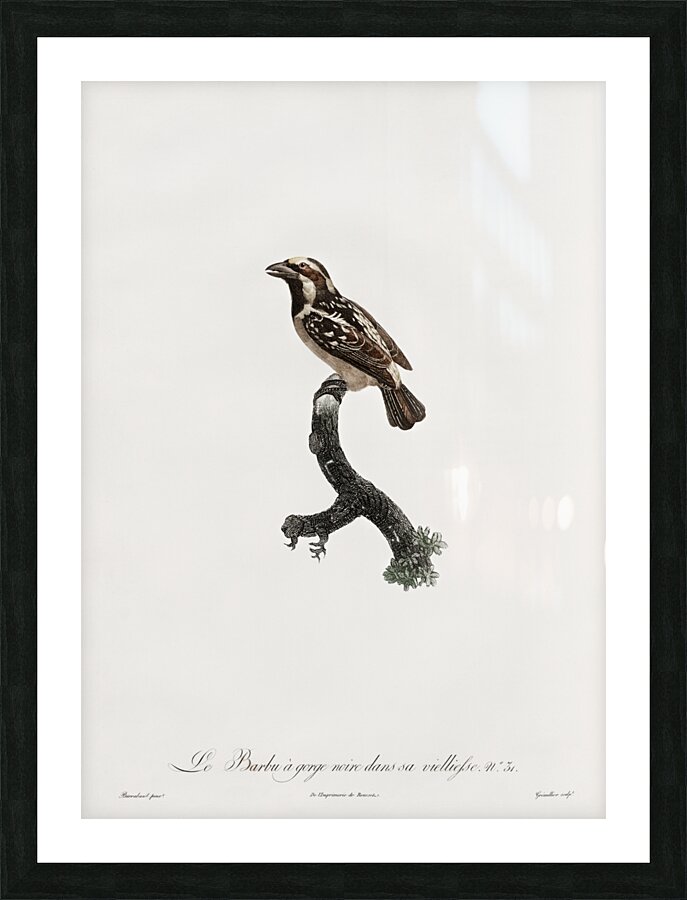 Old braeded tachuri  Picture Frame print