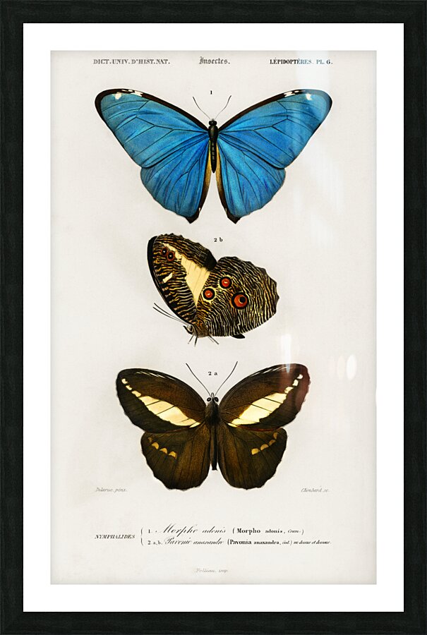 Different types of butterfly Picture Frame print