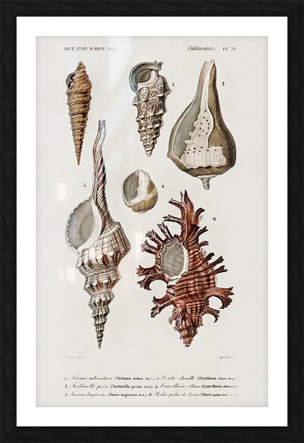 Different types of mollusks Picture Frame print