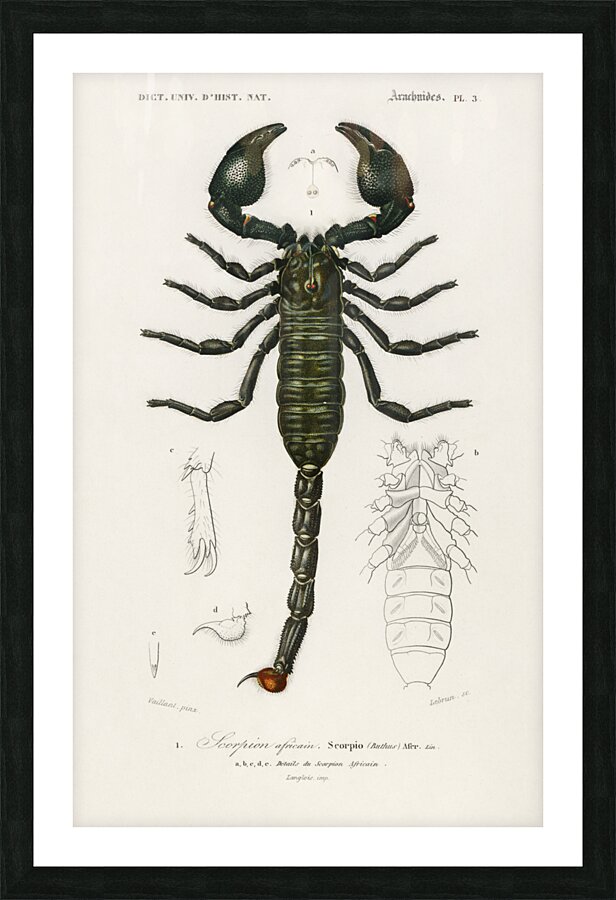 The Emperor Scorpion Buthus Afer Picture Frame print