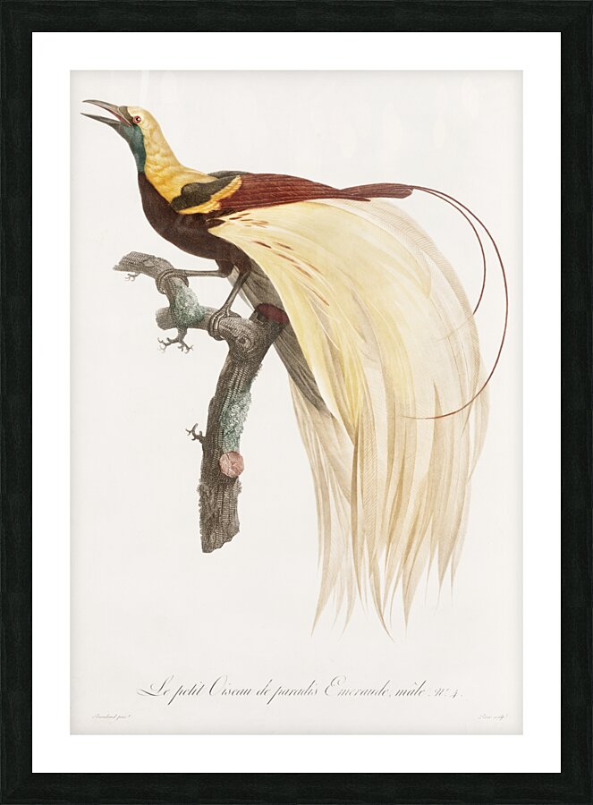 Young emperor bird-of-paradise male  Picture Frame print