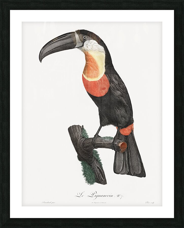 Green-billed toucan  Picture Frame print