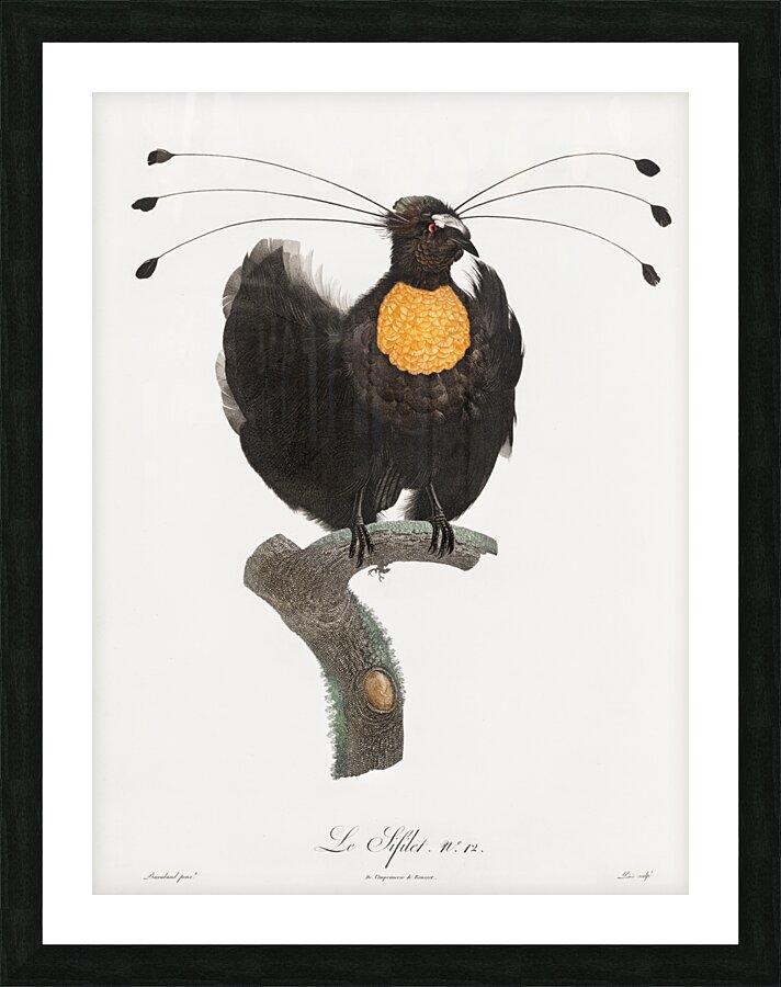 Western parotia  Picture Frame print