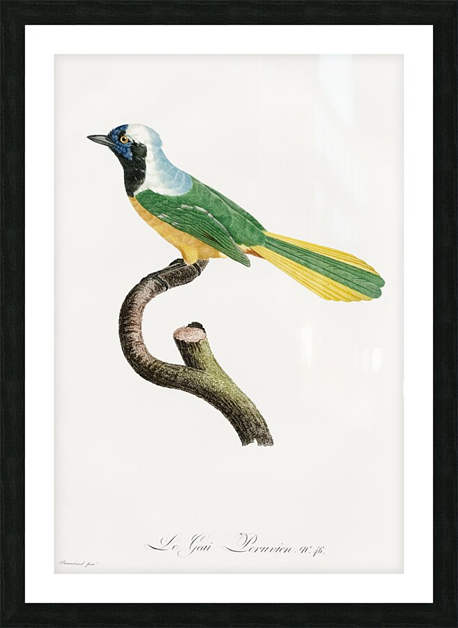 Different types of mollusks Picture Frame print