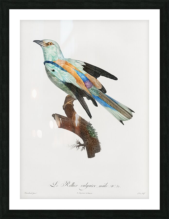 Abyssinian roller male  Picture Frame print