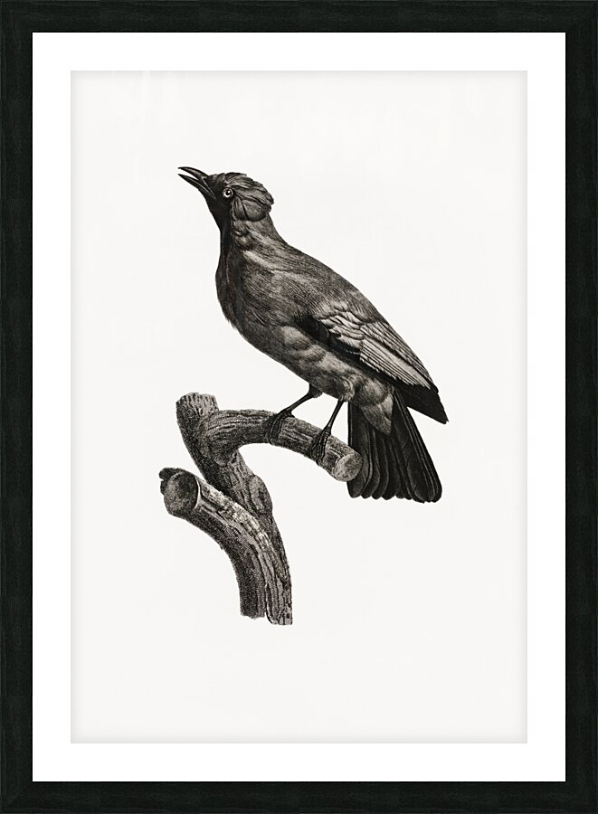 Paradise crow male  Picture Frame print